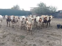 ثور, Simmental cattle — الصورة 1