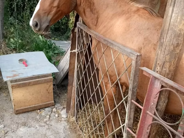 Pastuv, Russian Don