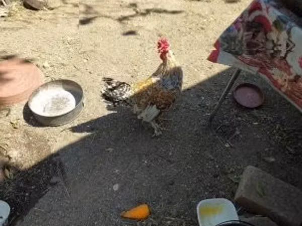 Chickens — Угорщина