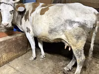 Vaca, Raza Alatau — foto 7