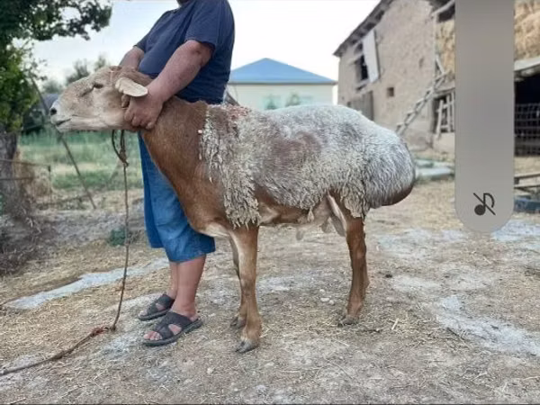 Ram, Hissar sheep — Kazakhstan