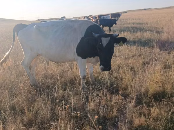 Гов, Russian Black pied cattle — Қазоқистон