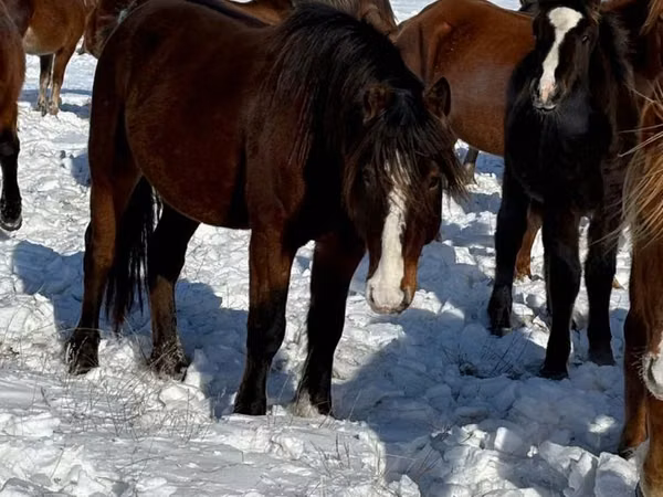 Horse (M), Horses — Kazakhstan