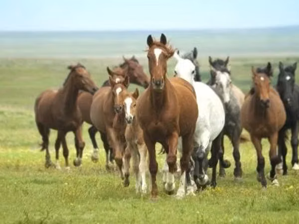 Mare, Horse breed — Kazakhstan