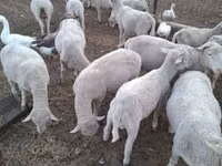 Ram, Merino sheep — photo 3