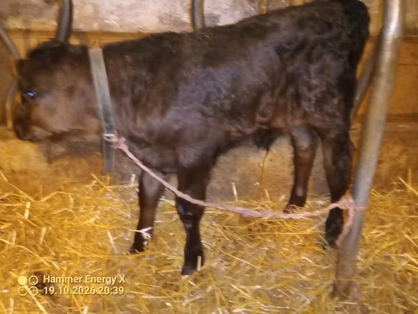 Bull, Aberdeen-Angus