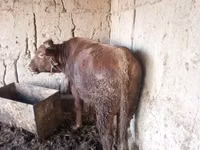 Bull, Cattle — photo 3