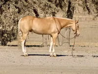 Horse (M), Quarter Horse — photo 2