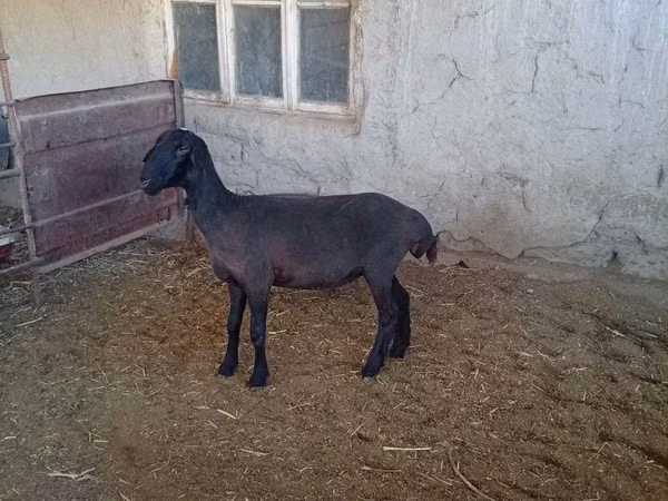 Sheep (batch, sex not specified), Sheep