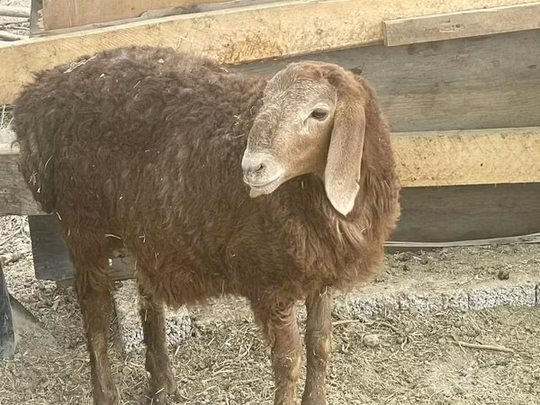 Ram, Sheep — Uzbekistan