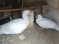 Ducks — foto 1