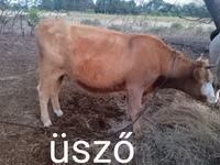 Vacă, Rasa gri ungară — foto 1