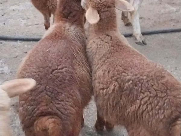 Sheep, Sheep