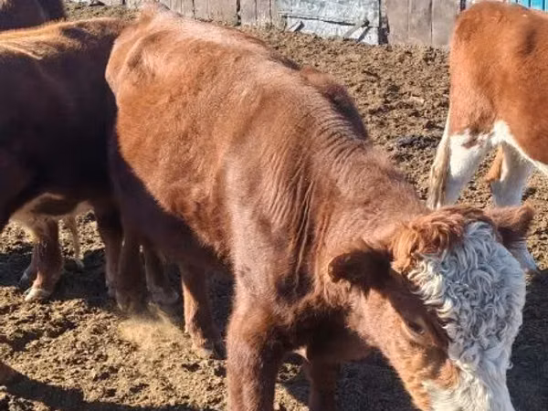 Bull, Kazakh White-headed cow