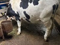 Cow, Russian Black pied cattle — photo 1