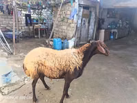 숫양, 양 — 사진 5
