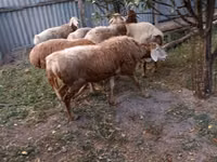 Ram, Sheep — photo 3