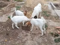 Goat, Goats — photo 3