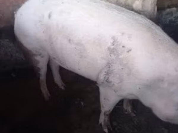 Boar, Pigs