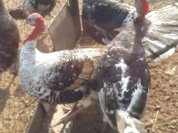 Turkeys
