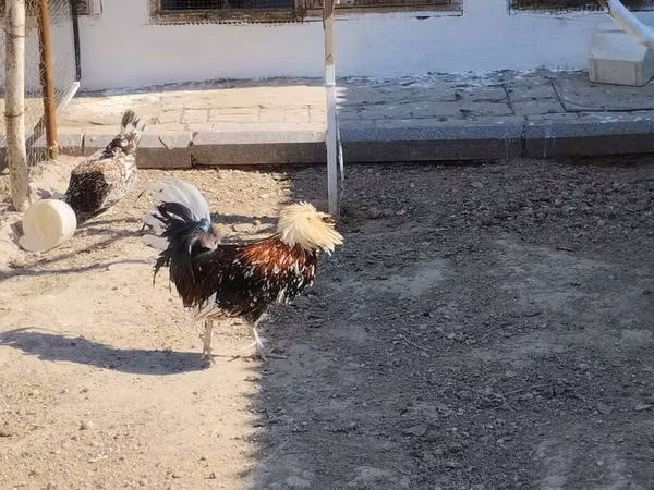 Chickens — آذربائیجان