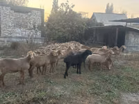 Ovca, Arashan sheep — fotografija 1