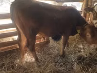 Bull, Limousin cow — photo 3