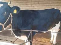 Сиыр, Latvian Blue cattle — 5-сурет