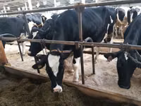 Vache, Swiss cattle — photo 3
