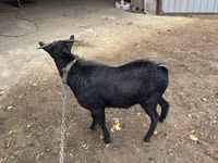 Kambing jantan, Murcia-Granada goats — foto 3
