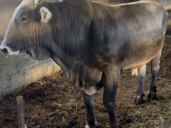 Bull, Swiss cattle