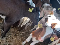 Taureau, Simmental cattle — photo 4