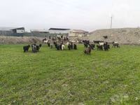 Goat, Goats — photo 2