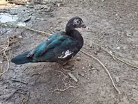 Ducks — عکس 5