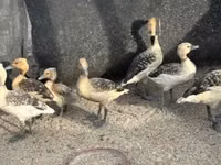 Geese — 사진 2
