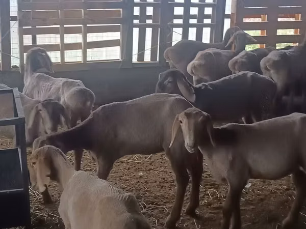 Sheep, Arashan sheep — Kyrgyzstan
