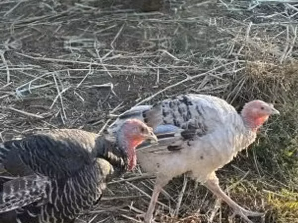 Turkeys — Hungary