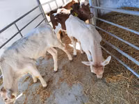 گاو نر, Charolais cattle — عکس 1