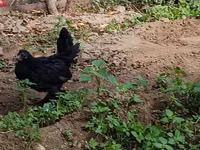 Chickens — تصویر 3