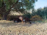 Koç, Koyunlar — foto 3