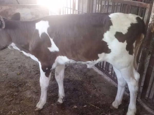 Cow, Brown Latvian — Kyrgyzstan
