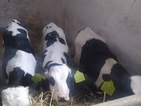 Cattle (batch, sex not specified), Russian Black pied cattle — photo 4