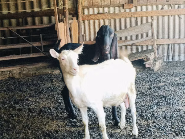 Billy Goat, Kamori goats