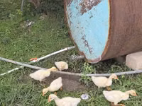Geese — 1 зураг