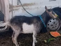 Goat, Goats — photo 2
