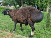 Ram, Blackheaded Persian sheep — photo 3