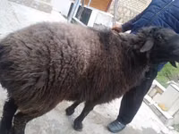 قوچ, گوسفند — عکس 2