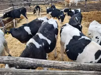 Bull, Holstein breed — photo 4