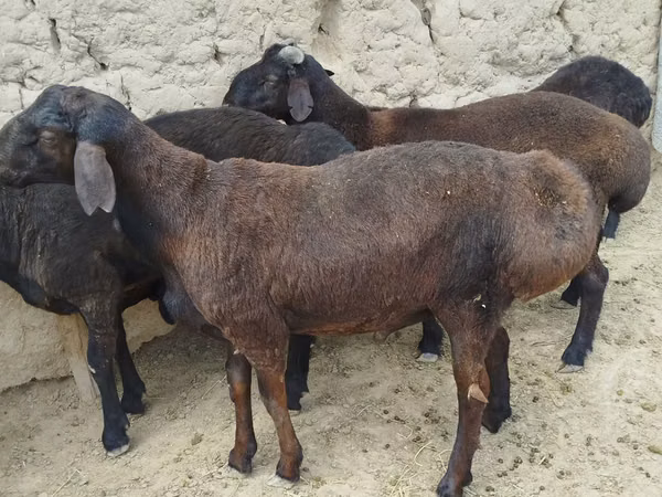 Ram, Sheep