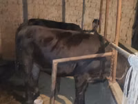Cow, Limousin cow — photo 2